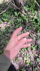Poa saltuensis