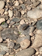 Cicindela marginipennis