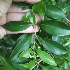 Syzygium levinei