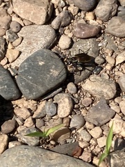 Cicindela marginipennis