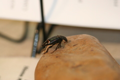 Nicrophorus pustulatus