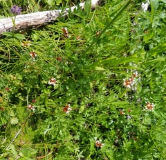 Trifolium variegatum