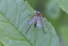 Rhagio annulatus
