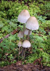 Panaeolus papilionaceus