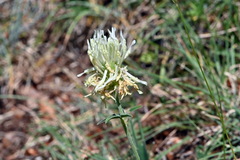 Trifolium montanum