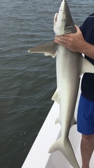 Carcharhinus acronotus