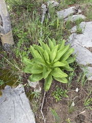Primula parryi