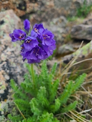 Polemonium confertum