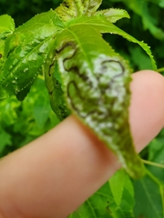 Phyllocnistis liquidambarisella