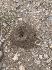 Dorymyrmex bicolor