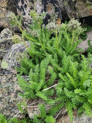 Polemonium confertum