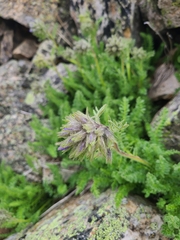 Polemonium confertum