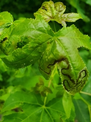 Phyllocnistis liquidambarisella