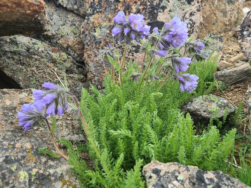 Image of Polemonium confertum by (c) Kaydee Barker, some rights reserved (CC BY-SA)