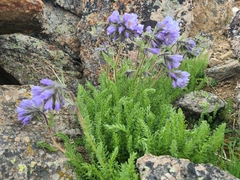 Polemonium confertum