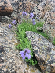 Polemonium confertum