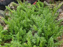 Polemonium confertum