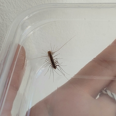 Scutigera coleoptrata