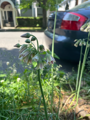 Allium siculum