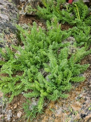 Polemonium confertum