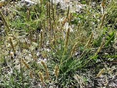 Plantago maritima serpentina
