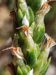 Plantago maritima serpentina