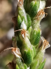 Plantago maritima serpentina