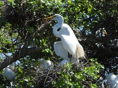 Ardea alba