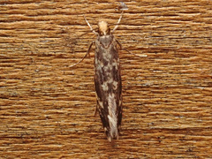 Nemapogon variatella