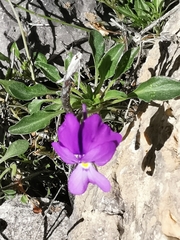 Viola valderia