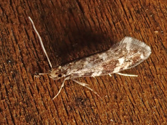 Nemapogon variatella