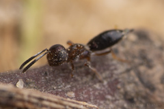 Brasema leucothysana