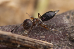 Brasema leucothysana