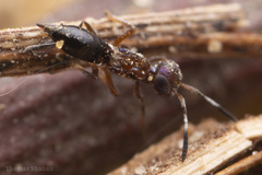 Brasema leucothysana