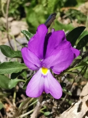 Viola valderia