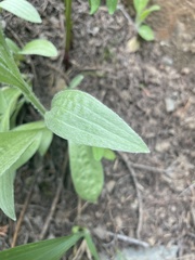 Antennaria anaphaloides