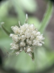 Antennaria anaphaloides