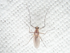 Cricotopus sylvestris