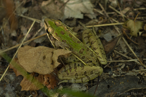 Southern Leopard Frog photographed in Oklahoma