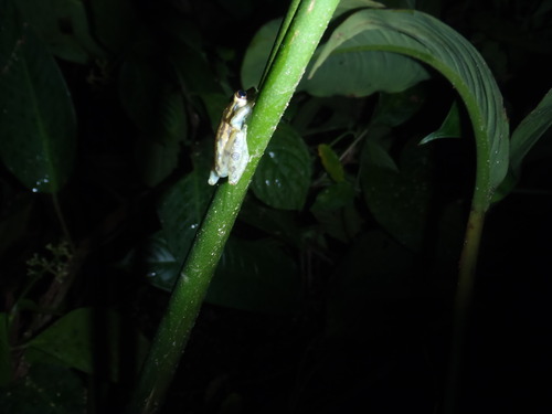 Scinax elaeochroa