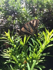 Papilio canadensis