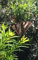Papilio canadensis