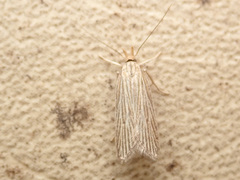 Helcystogramma albinervis