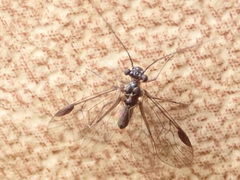 Mesopsocidae