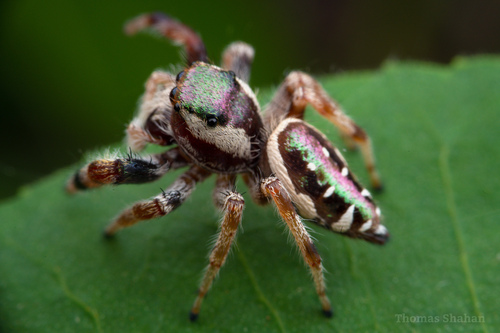 Golden Jumping Spider