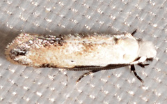 Mea skinnerella