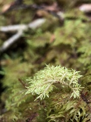Hylocomium splendens image