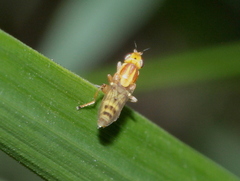 Meromyza femorata