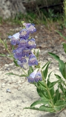 Penstemon glaber