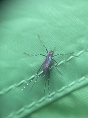 Aedes sierrensis